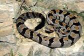 Timber Rattlesnake