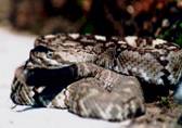 Blacktail Rattlesnake